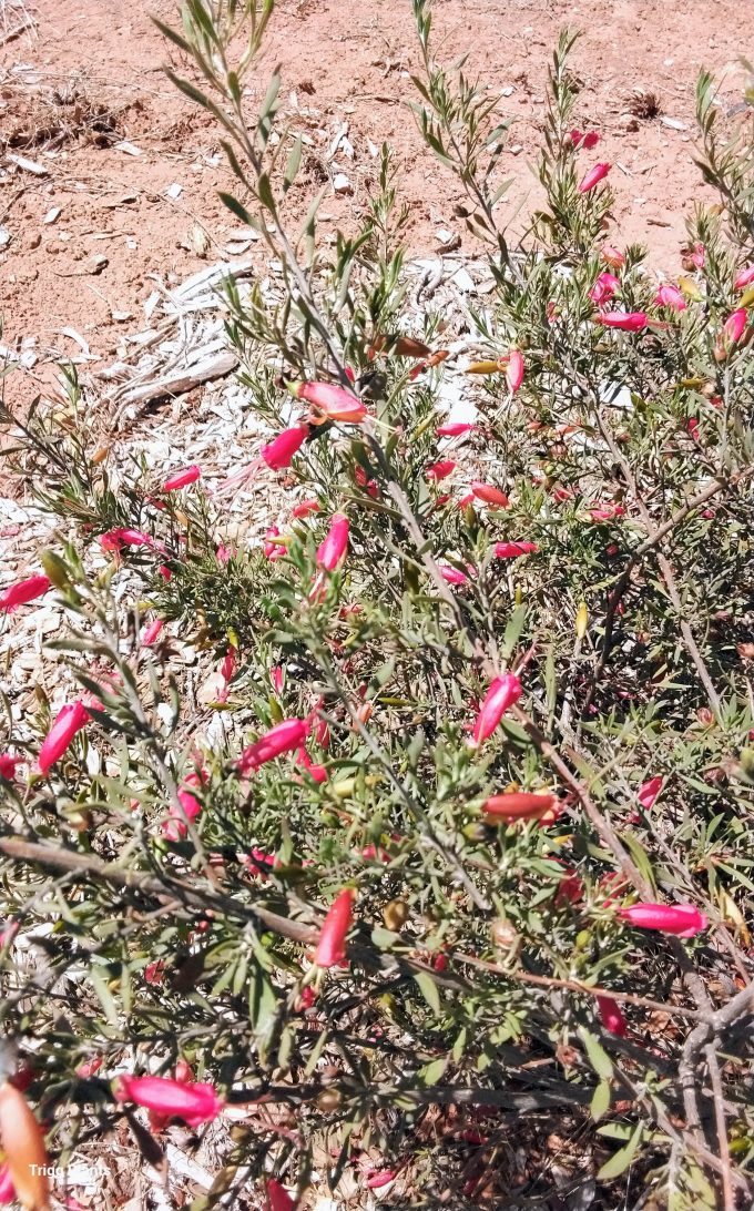 Eremophila decipiens Australian Native plant