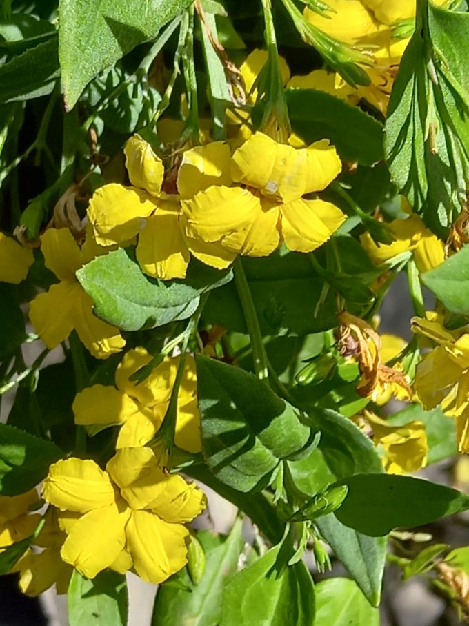 Goodenia Gold Cover Australian native plant