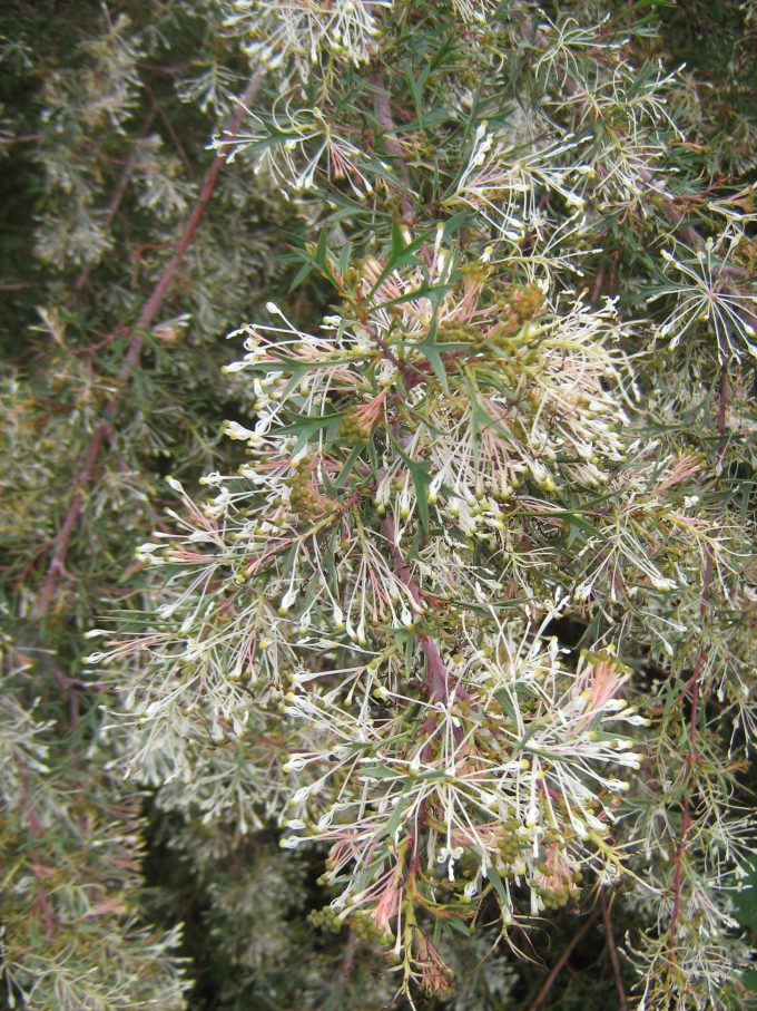 Grevillea glabrata Australian native plant