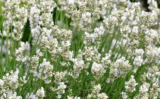 Lavender angustifolia white in 68mm Super Tube