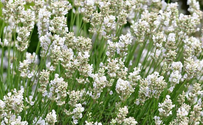 Lavender angustifolia white in 68mm Super Tube