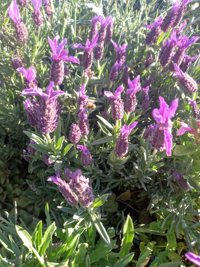 Lavender Javelin Forte Purple perennial plant