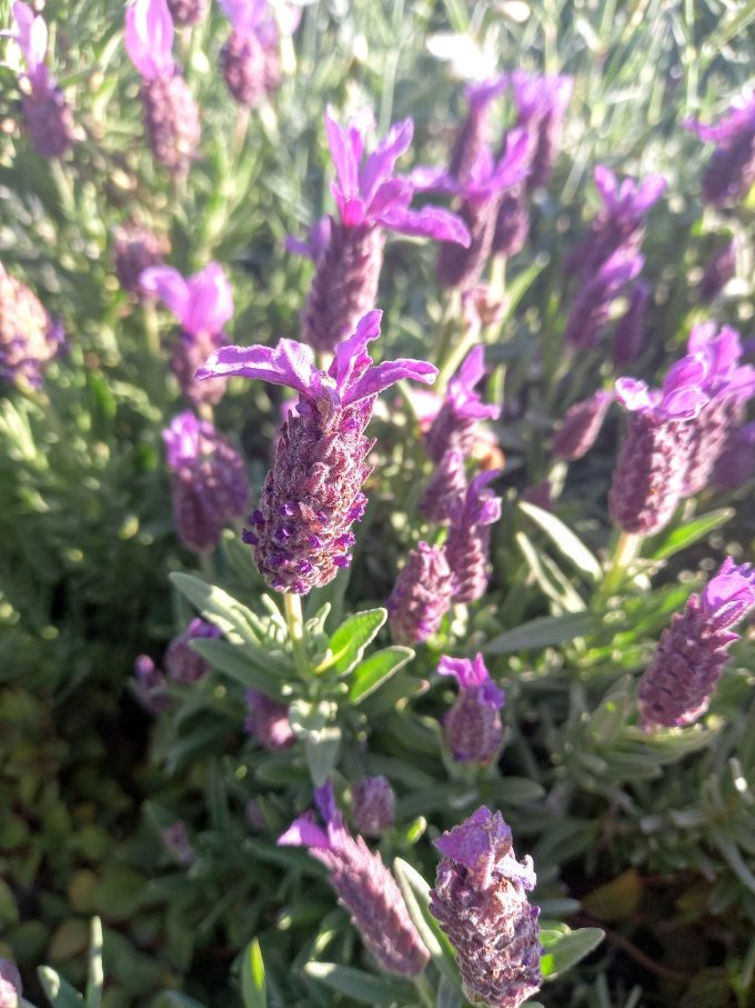 Lavender Javelin Forte Purple perennial plant