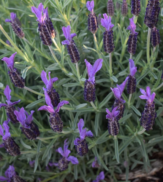 Lavender Javelin Forte Deep Purple perennial plant