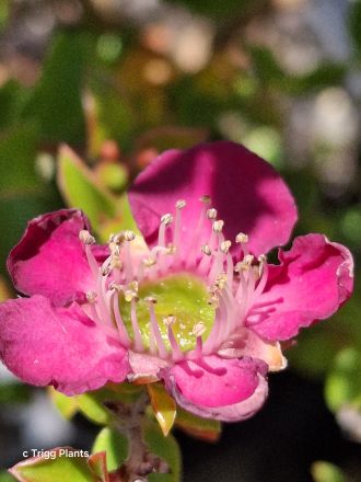 Leptospermum Riot Australian native plant