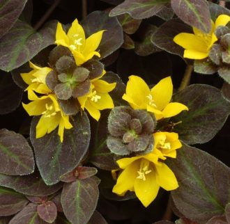 Lysimachia Midnight Sun in 50mm Forestry Tubes