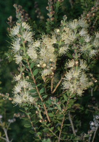 Melaleuca cheelii in 68mm Super Tube