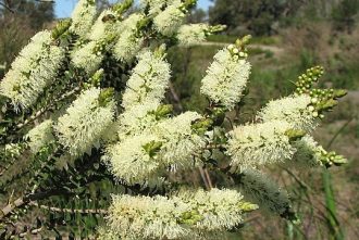 Melaleuca squarrosa prostrate Australian native plant