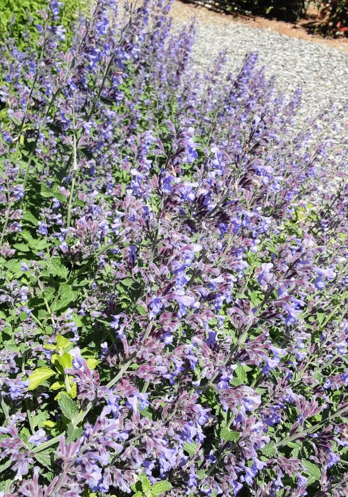 Nepeta Walkers Low perennial plant