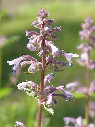 Nepeta Dawn to Dusk Bare Rooted