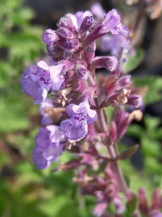 Nepeta x  faassenii ‘Purrsian Blue’ in 68mm Super Tube