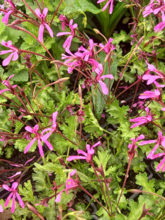 Pelargonium Fairy Pink in 68mm Super Tube