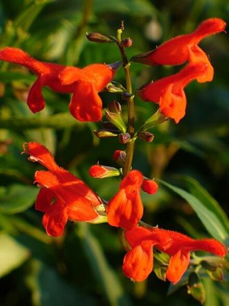 Salvia miniata in 68mm Super Tube