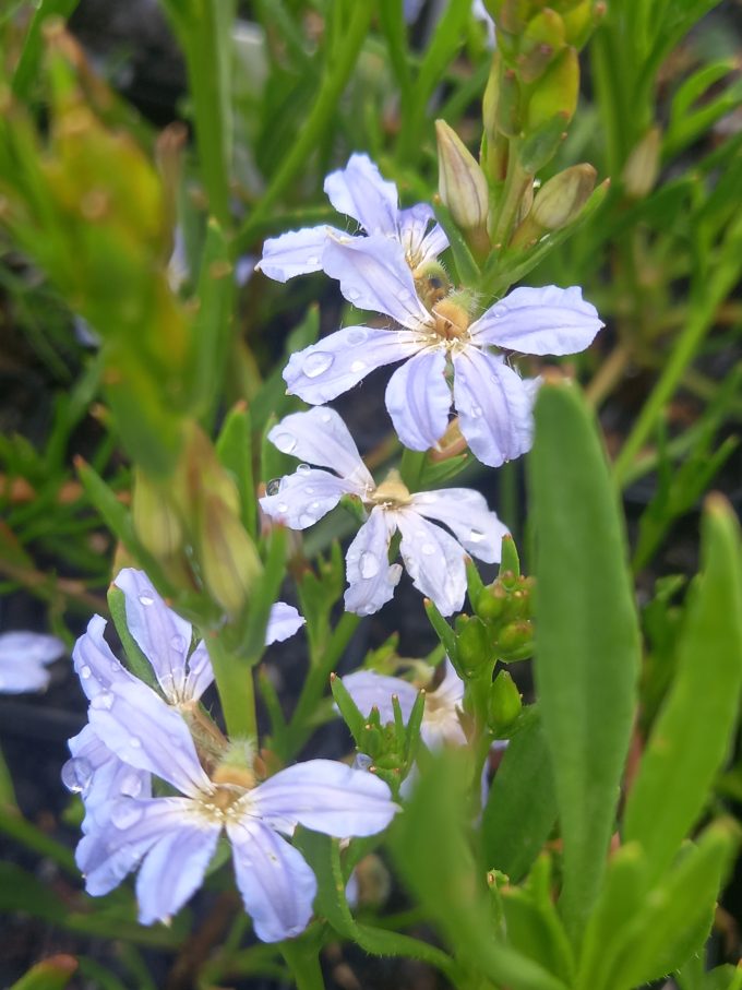 Scaevola globulifera Australian native plant