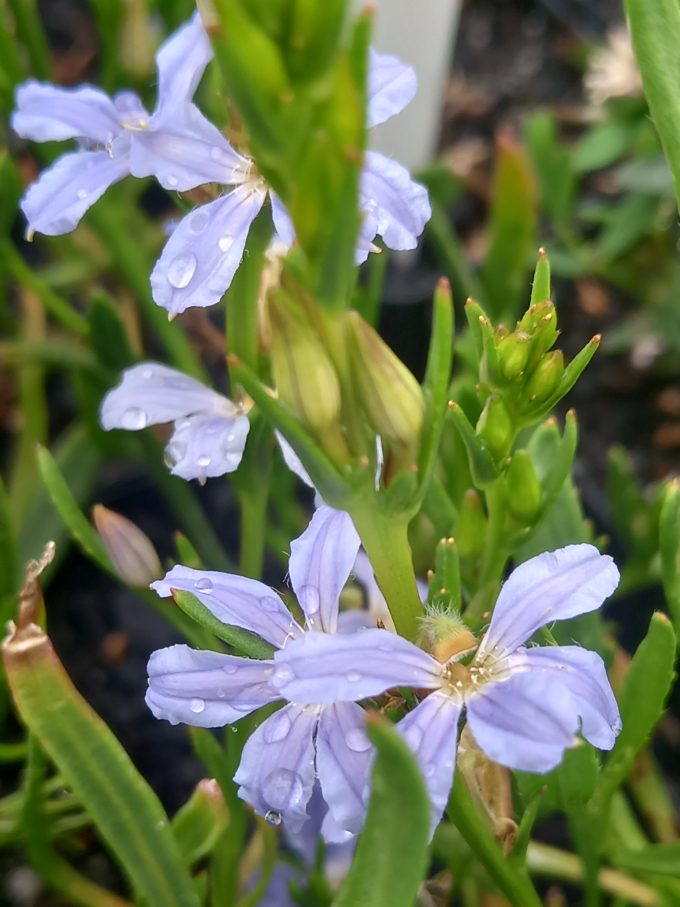 Scaevola globulifera Australian native plant