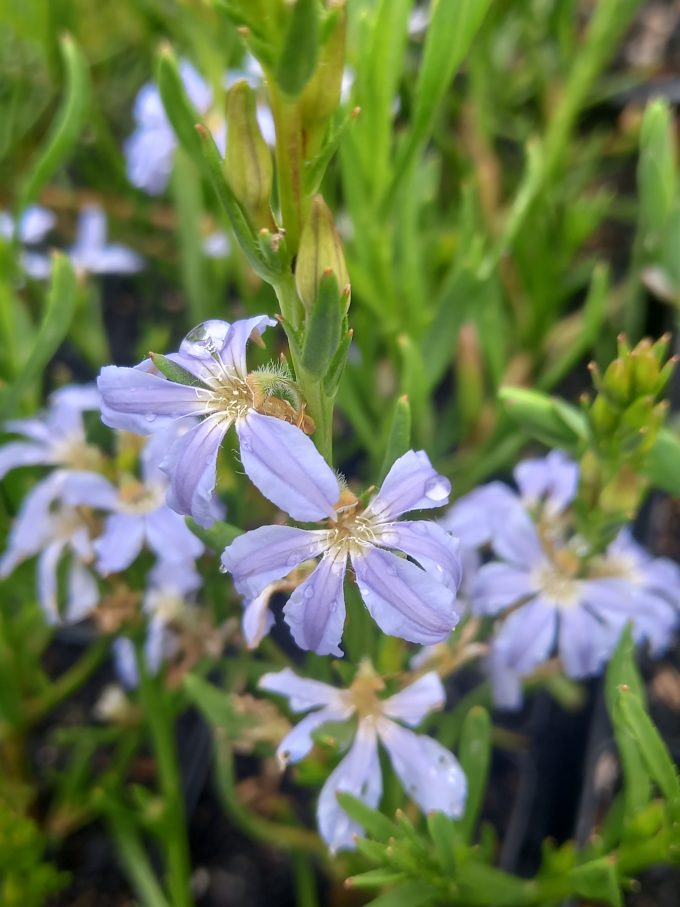 Scaevola globulifera Australian native plant