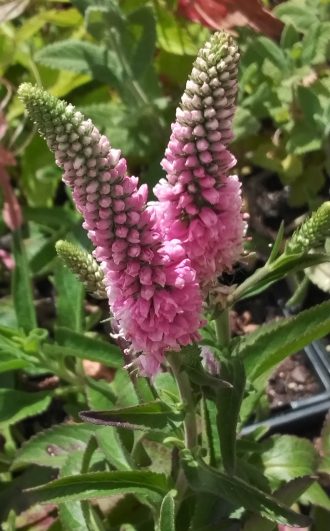 Veronica spicata prostrate pink perennial plant