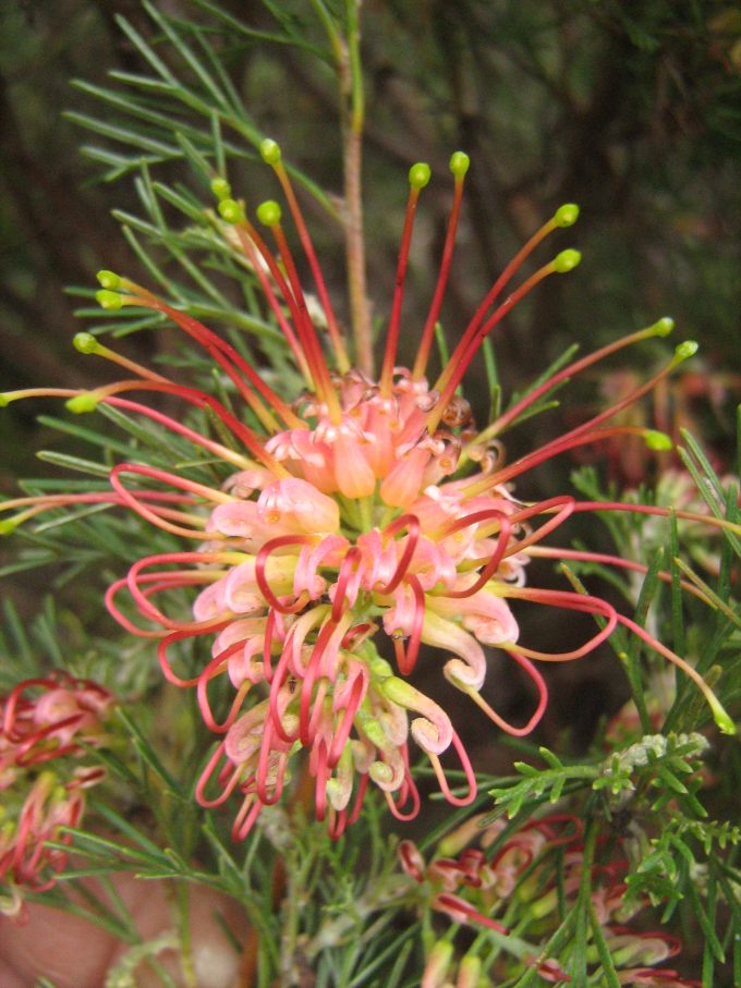 Grevillea thelemanniana Spriggs Australian native plant