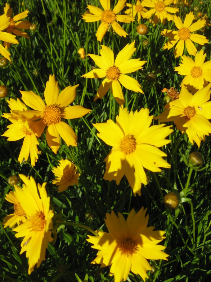 Coreopsis Mayfield Giants perennial plant