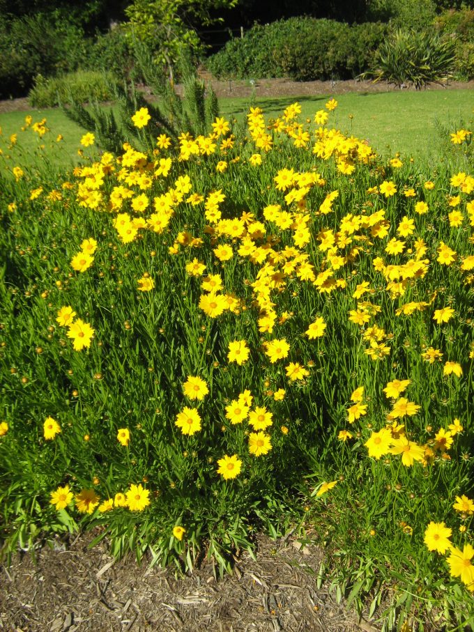 Coreopsis Mayfield Giants perennial plant