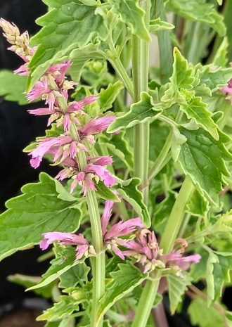 Agastache Pink Pop perennial plant