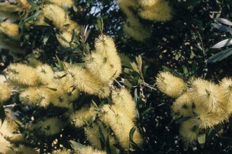 Callistemon formosus Australian native plant