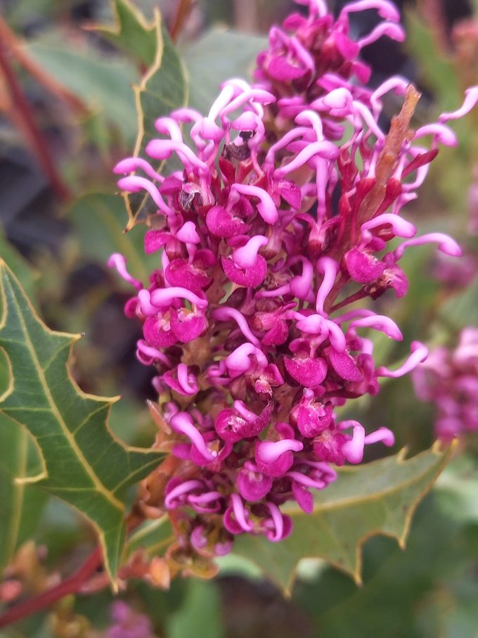 Grevillea quercifolia Australian native plant