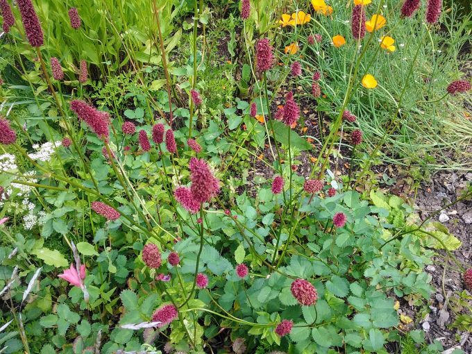 Sanguisorba menziesii perennial plant