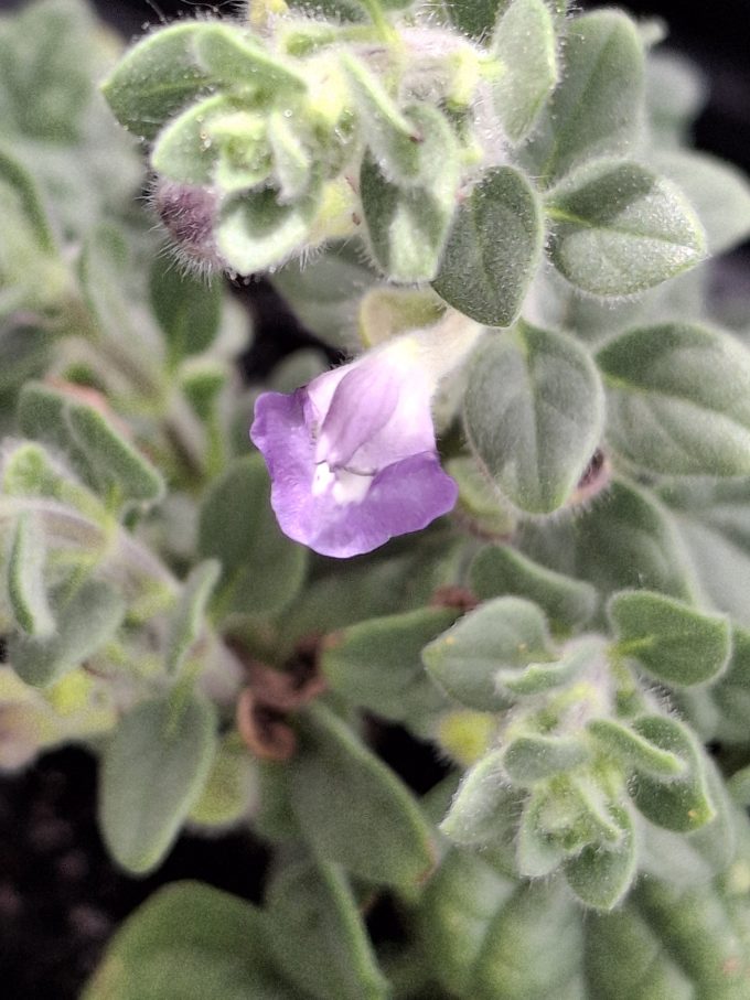 Scutellaria diffusa perennial plant