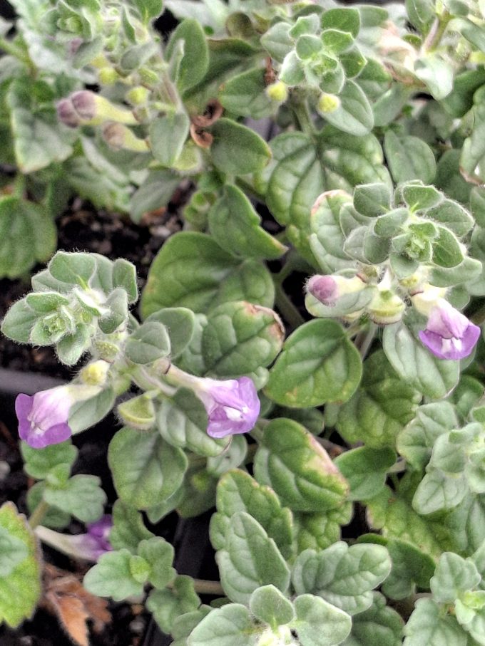 Scutellaria diffusa perennial plant