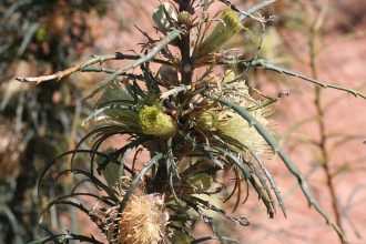 Dryandra striata Australian native plant