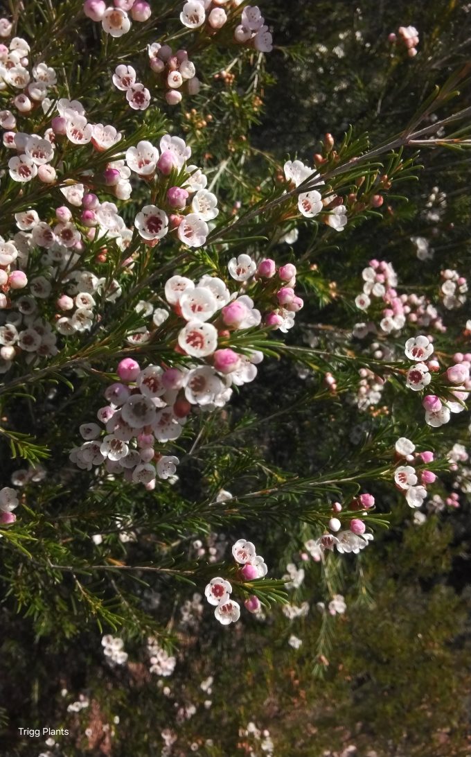 Chamelaucium cf drummondii ssp Carnamah Australian native plant