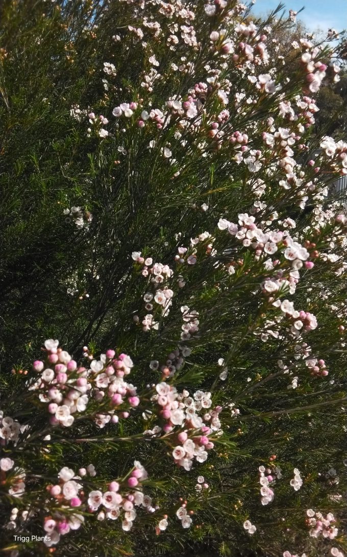 Chamelaucium cf drummondii ssp Carnamah in 50mm Forestry Tube - Image 3