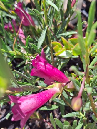 Eremophila Magenta Dream Australian native plant