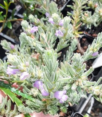 Eremophila caerulea ssp merrallii Australian native plant