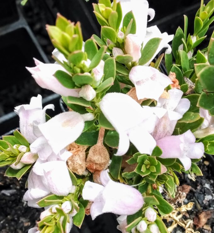 Eremophila christophori pink Australian native plant