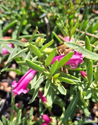 Eremophial maculata x pink Australian native plant