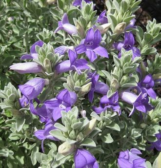 Eremophila hygrophana Australian native plant