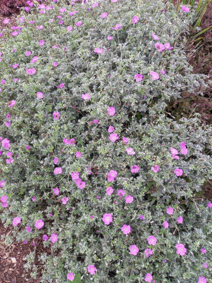 Geranium Robyns Rambler perennial plant