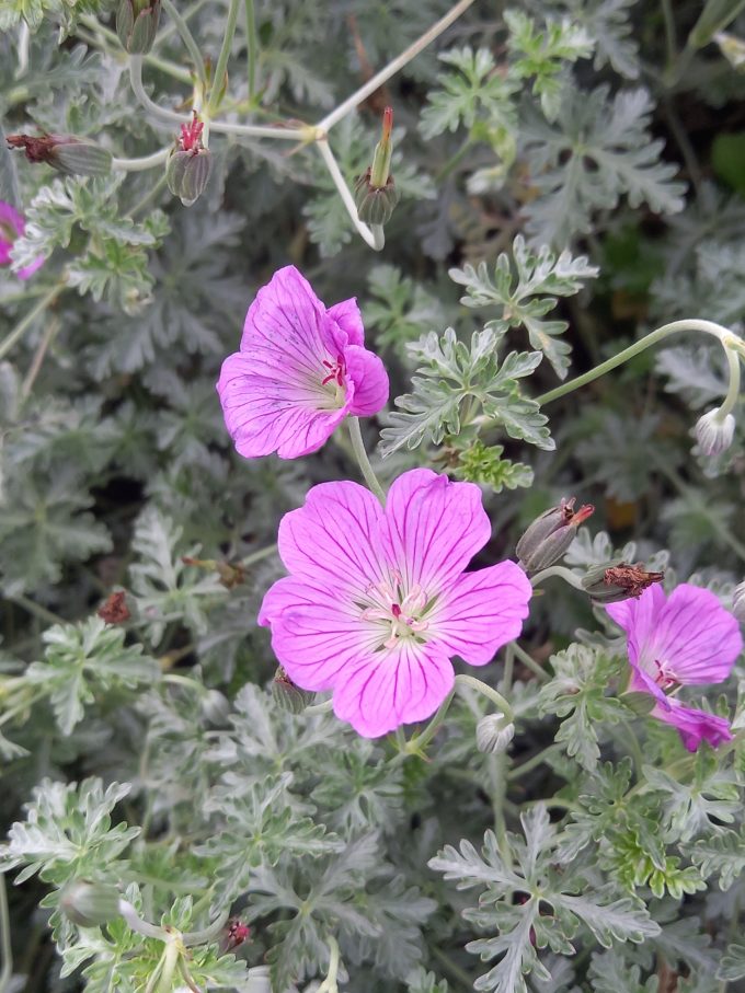 Geranium Robyns Rambler perennial plant