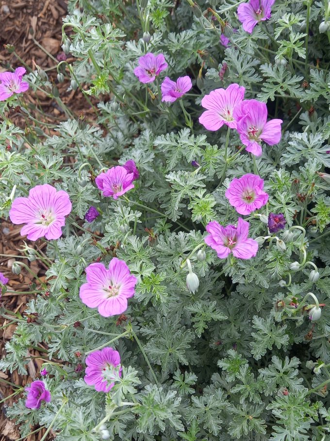 Geranium Robyns Rambler perennial plant