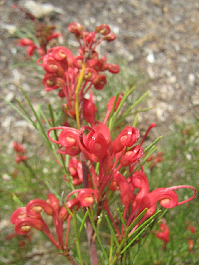 Grevillea Bon Accord Australian native plant