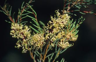 Hakea commutata Australian native plant