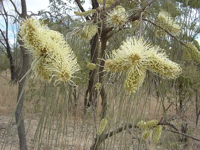 Hakea chordophylla Australian native plant