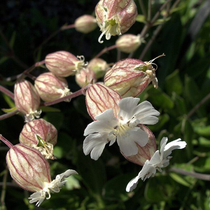 Siline zawadskii perennial plant