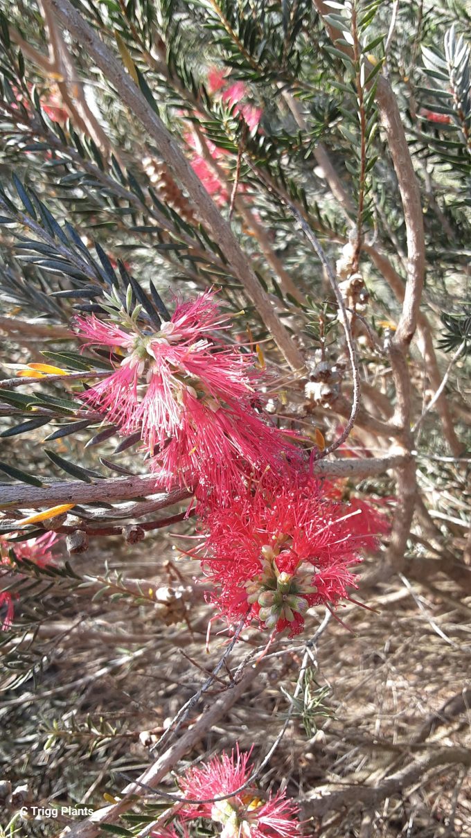 Melaleuca apostiba Australian native plant