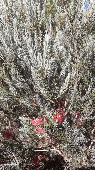 Melaleuca apostiba Australian native plant