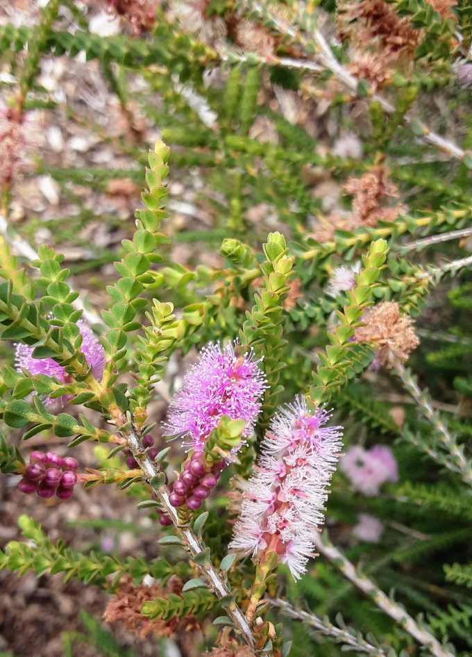 Melaleuca gibbosa Pink Passion Australian native plant