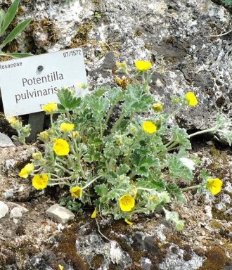 Potentilla pulvinaris perennial plant