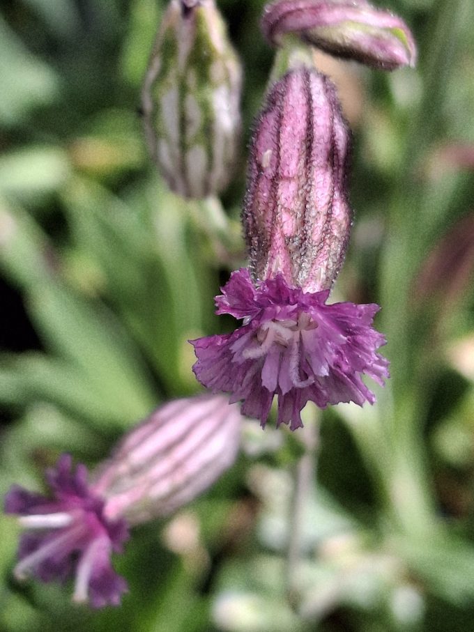 Silene delavayi perennial plant